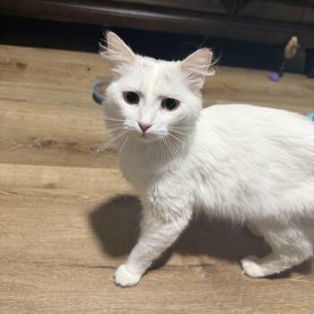 Domestic Long Hair Cats Available for Adoption in Charlotte, North Carolina - Delilah.  | PetCurious