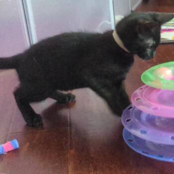 Ninh Binh -  Domestic Short Hair Cat for Adoption in Westminster, California - Ninh Binh | PetCurious