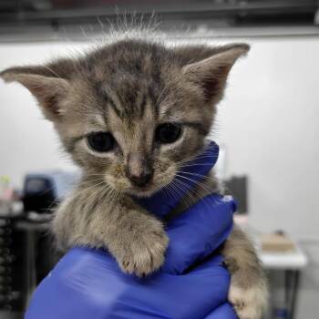 Allegra -  Domestic Short Hair Cat for Adoption in New York, New York - Allegra | PetCurious