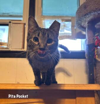 Domestic Short Hair Cats Available for Adoption in Windsor, Connecticut - Polly Pocket | PetCurious