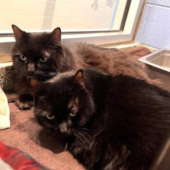 WINIFRED -  Domestic Short Hair Cat for Adoption in Methuen, Massachusetts - WINIFRED | PetCurious