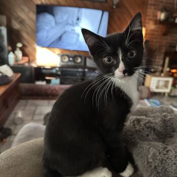 Big Mac -  Domestic Short Hair Cat for Adoption in Tuttle, Oklahoma - Big Mac | PetCurious