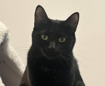 Domestic Short Hair Cats Available for Adoption in Sultan, Washington - Zola | PetCurious