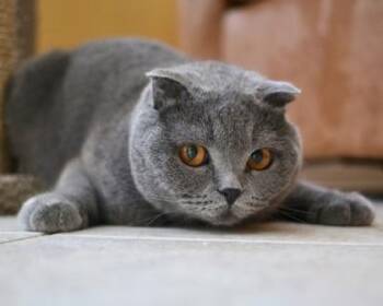 Teemo -  Scottish Fold Cat for Adoption in Pickering, Ontario - Teemo | PetCurious