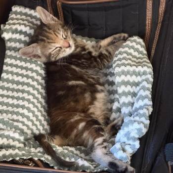 Tabitha -  Domestic Short Hair Cat for Adoption in Port Richey, Florida - Tabitha | PetCurious