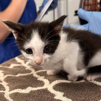Chai -  Domestic Short Hair Cat for Adoption in Greenville, South Carolina - Chai | PetCurious
