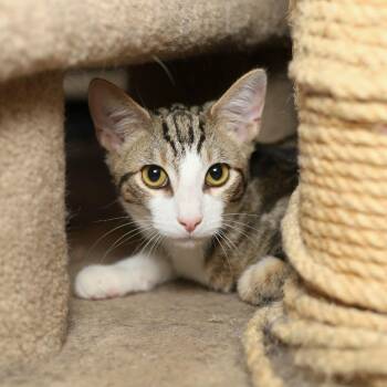 Morris -  Domestic Short Hair Cat for Adoption in Evansville, Indiana - Morris | PetCurious