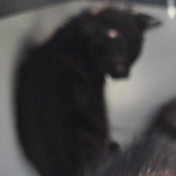 Vanilla -  Domestic Short Hair Cat for Adoption in West Palm Beach, Florida - Vanilla | PetCurious