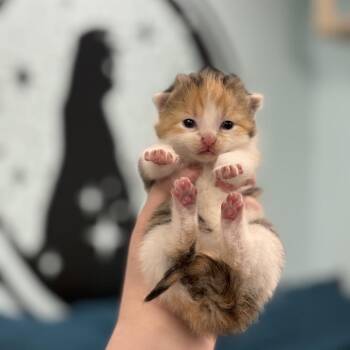 Sally -  Domestic Long Hair Cat for Adoption in Pittsburgh, Pennsylvania - Sally | PetCurious