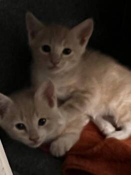 Artemis -  Domestic Short Hair Cat for Adoption in Daytona Beach, Florida - Artemis | PetCurious
