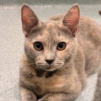 Scarlett -  Domestic Short Hair Cat for Adoption in Bradenton, Florida - Scarlett | PetCurious