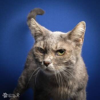 Rescue Dilute Calico Cats for Adoption in Maryville, Tennessee - Happy | PetCurious