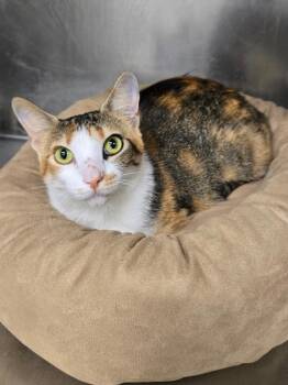 Rescue Calico Cats for Adoption in Canyon Lake, Texas - Marigold | PetCurious