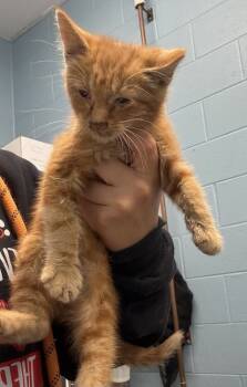 Rescue Domestic Short Hair Cats for Adoption in Evansville, Indiana - Nectarine | PetCurious