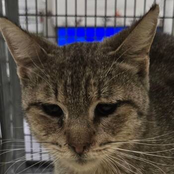 Adrienne -  Domestic Short Hair Cat Available for Adoption in Las Cruces, New Mexico - Adrienne | PetCurious