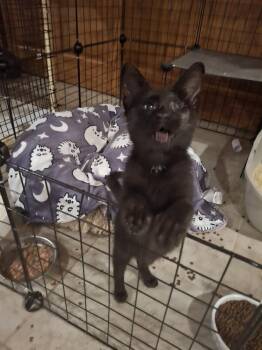 Bubba Jack TCAC -  Domestic Short Hair Cat for Adoption in West Peoria, Illinois - Bubba Jack TCAC | PetCurious