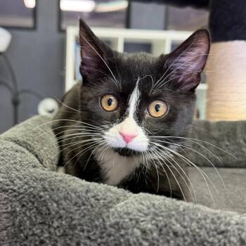 Liberty -  Domestic Short Hair Cat for Adoption in Las Vegas, Nevada - Liberty | PetCurious