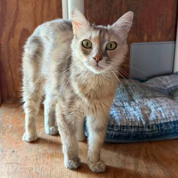 Olivia -  American Shorthair Cat for Adoption in Freeport, Florida - Olivia | PetCurious