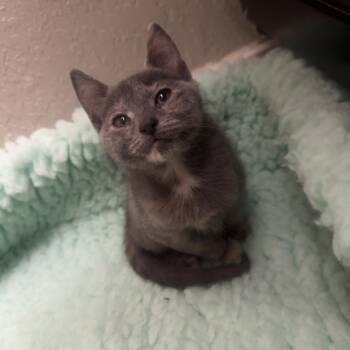 Buttercup Roy-MR -  Domestic Short Hair Cat for Adoption in Tallahassee, Florida - Buttercup Roy-MR | PetCurious