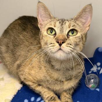 Domestic Short Hair Cats Available for Adoption in Los Angeles, California - Rune | PetCurious