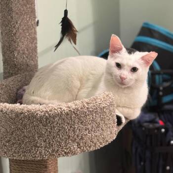 Pickles -  Domestic Short Hair Cat for Adoption in Skokie, Illinois - Pickles | PetCurious