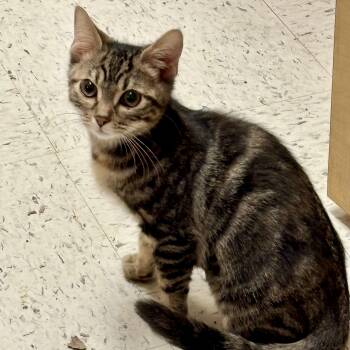 Athens -  Domestic Short Hair Cat for Adoption in Richmond, Virginia - Athens | PetCurious