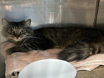 Domestic Short Hair Cats Available for Adoption in Woodland, California - BINX | PetCurious