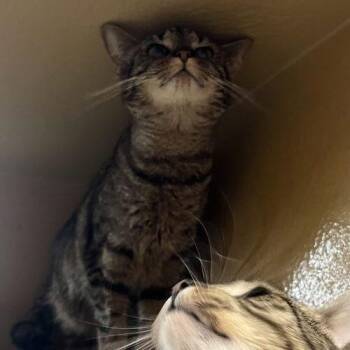 Domestic Short Hair Cats Available for Adoption in Canal Winchester, Ohio - Lolly | PetCurious