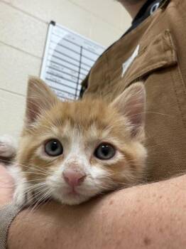 Sunny D -  Domestic Short Hair Cat for Adoption in Westland, Michigan - Sunny D | PetCurious