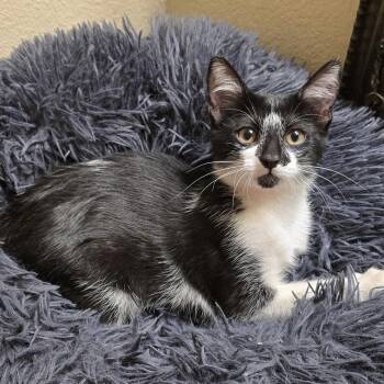 Moonpie -  Domestic Short Hair Cat for Adoption in Bentonville, Arkansas - Moonpie | PetCurious