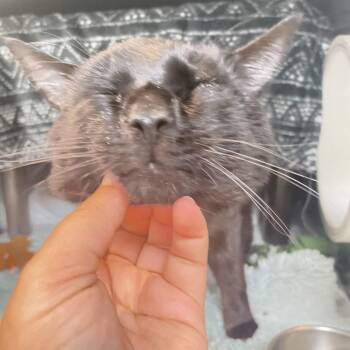 Screendoor Steve -  Domestic Short Hair Cat for Adoption in Charlottesville, Virginia - Screendoor Steve | PetCurious