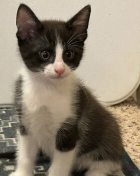 Rescue Domestic Short Hair Cats for Adoption in Little Rock, Arkansas - Griffith | PetCurious