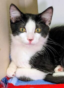 Mike -  Domestic Short Hair Cat for Adoption in Bellevue, Washington - Mike | PetCurious