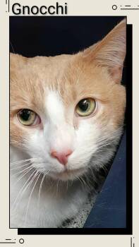 Domestic Short Hair Cats Available for Adoption - Gnocchi | PetCurious