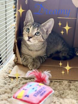 Dreamy -  Tabby and Domestic Short Hair Cat for Adoption in Homestead, Florida - Dreamy | PetCurious