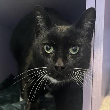 Domestic Short Hair Cats Available for Adoption - Murray | PetCurious