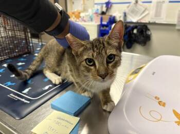 Domestic Short Hair Cats Available for Adoption - HORTON | PetCurious