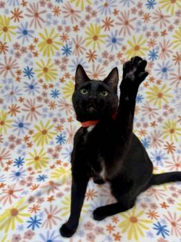 Domestic Short Hair Cats Available for Adoption - Sashimi | PetCurious