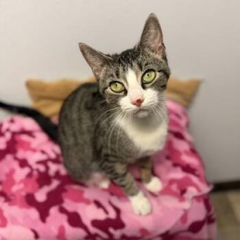 Bellum-at Petsmart Madison East -  Domestic Short Hair Cat for Adoption in Madison, Wisconsin - Bellum-at Petsmart Madison East | PetCurious