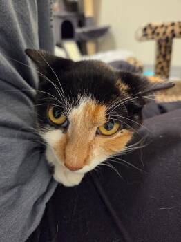 Mew Mew -  Domestic Short Hair Cat for Adoption in Yankton, South Dakota - Mew Mew | PetCurious