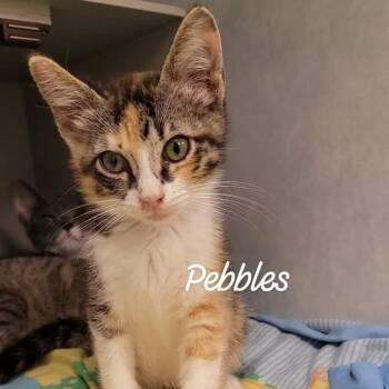 Pebbles -  Domestic Short Hair Cat for Adoption in Buchanan Dam, Texas - Pebbles | PetCurious
