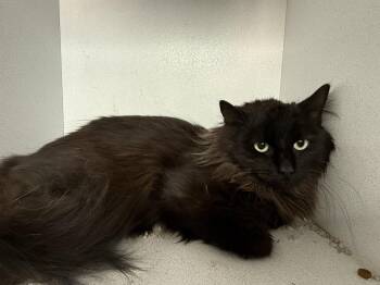 Domestic Long Hair Cats Available for Adoption - Paw | PetCurious