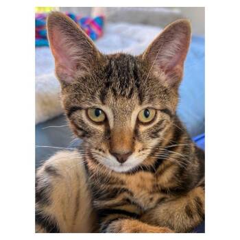 Sheffield -  Domestic Short Hair Cat for Adoption in Stamford, Connecticut - Sheffield | PetCurious