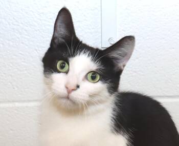 Marti -  Domestic Short Hair Cat for Adoption in Euclid, Ohio - Marti | PetCurious