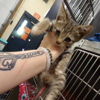 Nolan -  Domestic Short Hair Cat for Adoption in New York, New York - Nolan | PetCurious