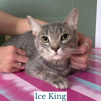 Ice King -  Domestic Short Hair Cat for Adoption in Berkeley Springs, West Virginia - Ice King | PetCurious