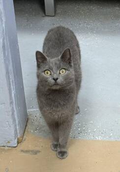 Domestic Short Hair Cats Available for Adoption - Boo | PetCurious