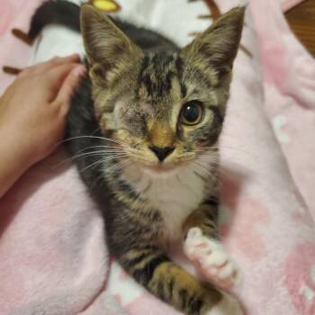 Fritzee -  Domestic Short Hair Cat for Adoption in Granville, Ohio - Fritzee | PetCurious