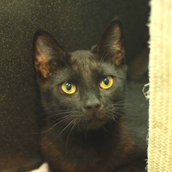 Rescue Domestic Short Hair Cats for Adoption in Hawthorne, California - Dreyer | PetCurious