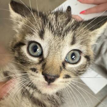 Funfetti -  Domestic Short Hair Cat for Adoption in Pekin, Illinois - Funfetti | PetCurious